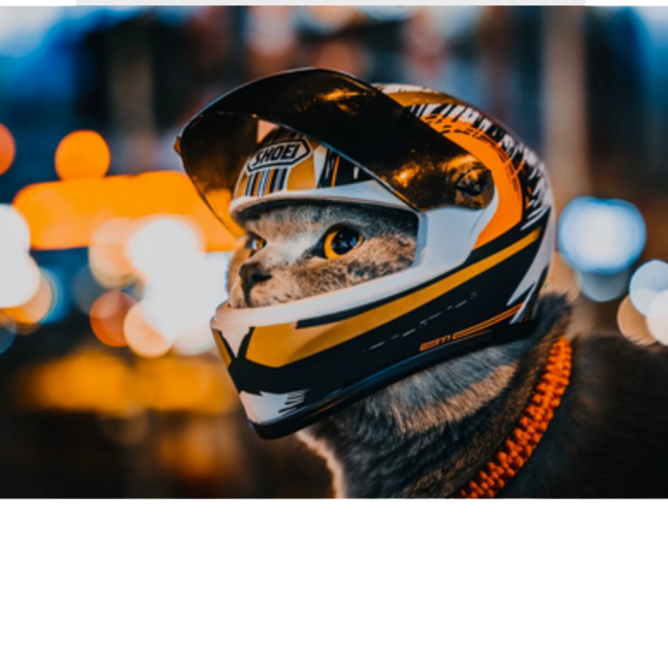 KEDİ KASKI